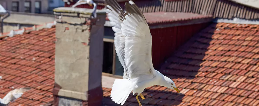 Residential Chimney Animal Removal Solution in Farmington, NM