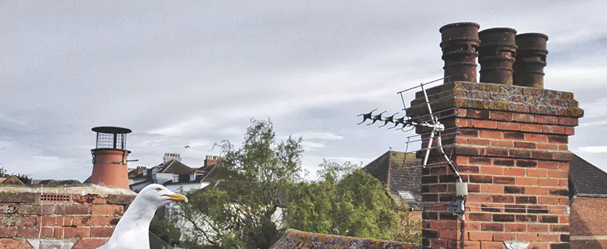 Chimney Cleaning And Restoration in Farmington, New Mexico